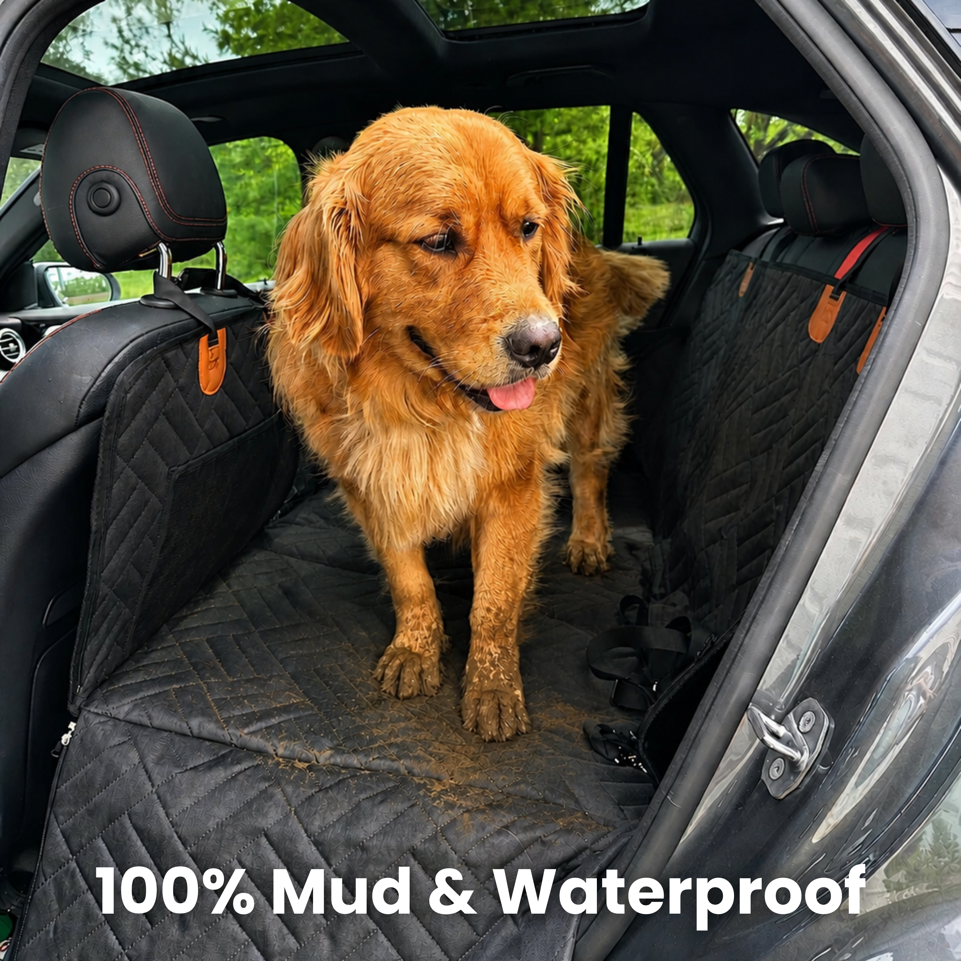 K9 Cruiser