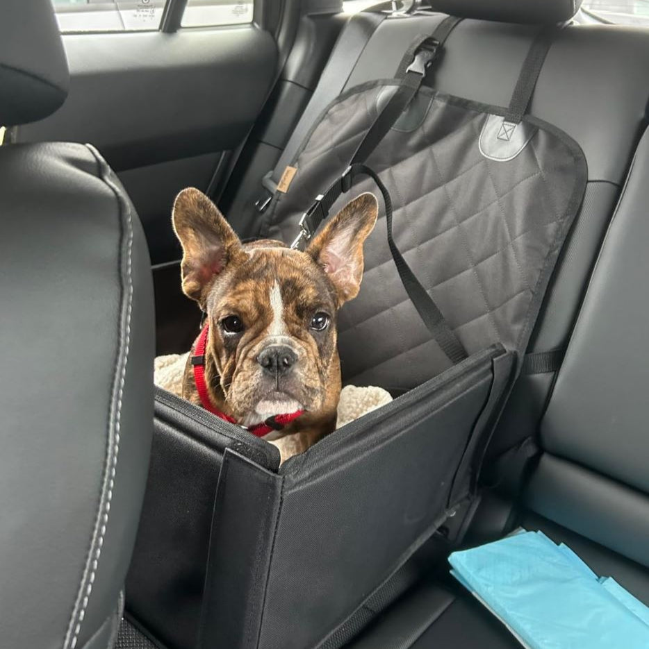 K9 Cruiser - Mini