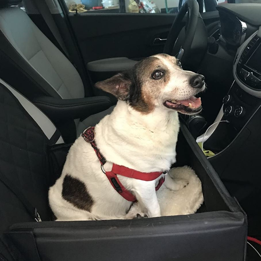 K9 Cruiser - Mini
