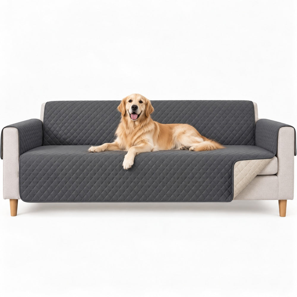 Golden retriever on the Couch Guard cover, studio shot