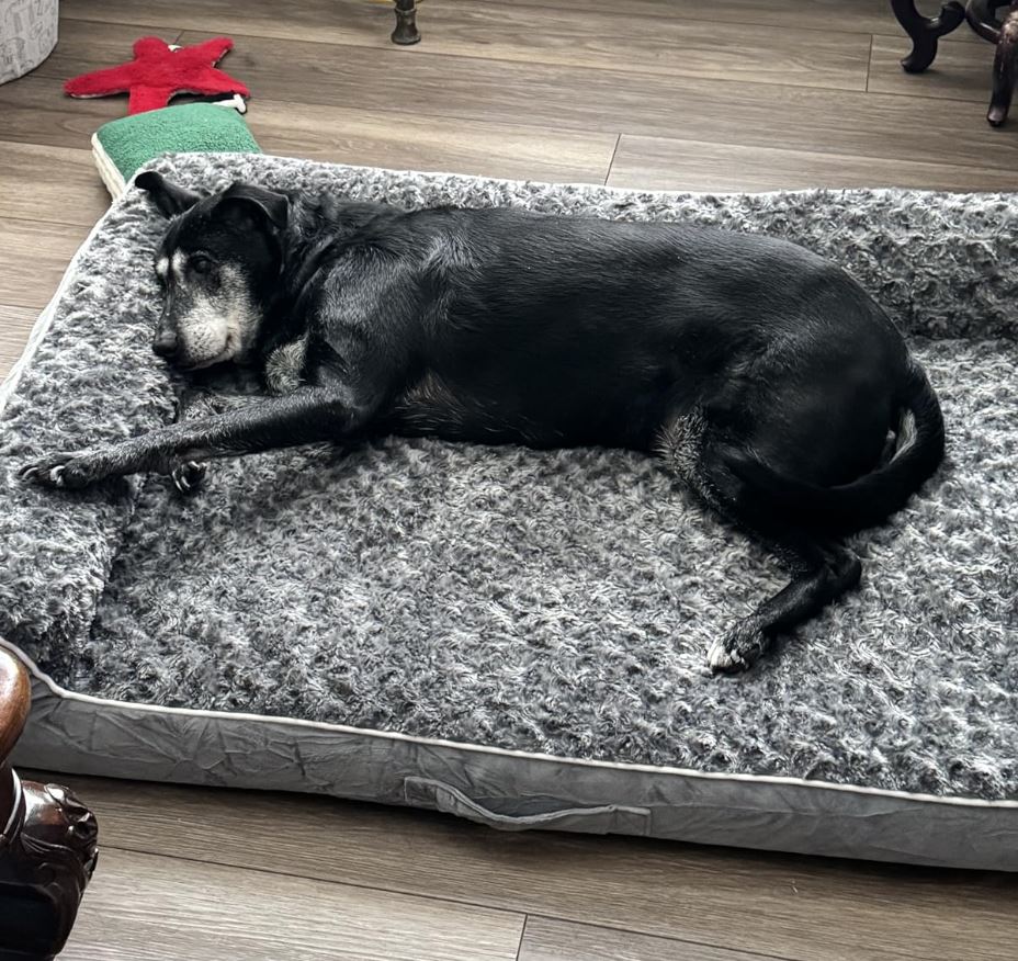 XL Orthopedic Waterproof Dog Bed for Large Dogs