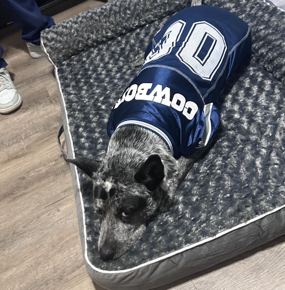 XL Orthopedic Waterproof Dog Bed for Large Dogs