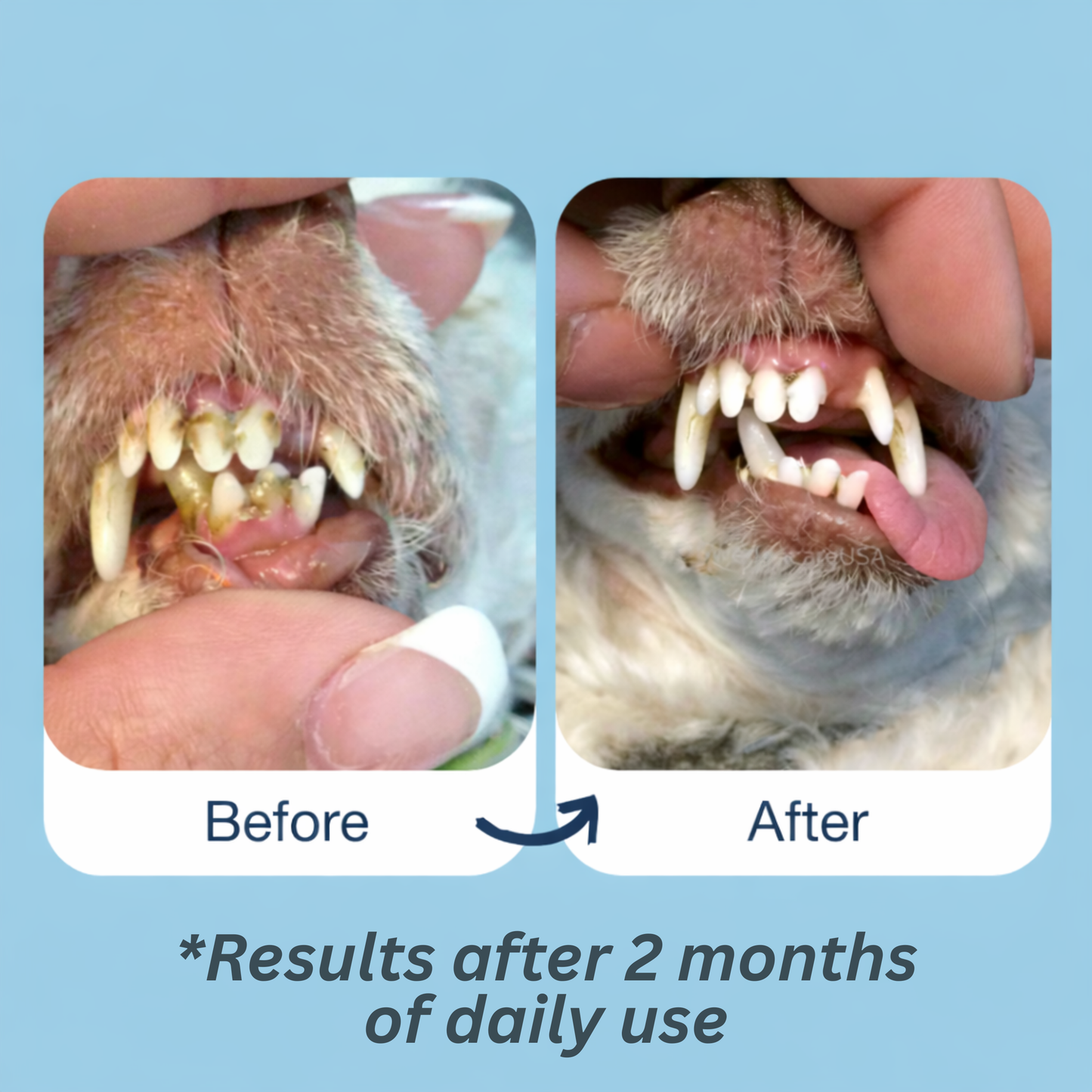 Dog Dental Water Additive